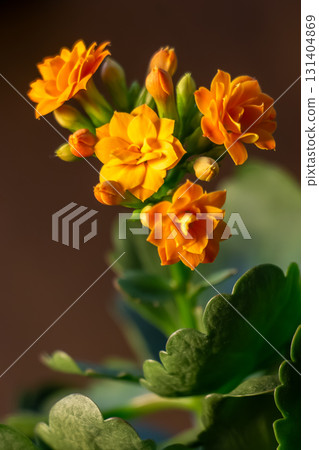 Orange Blossoms With Scalloped Leaves on Blurred Green Background Orange Blossoms With Scalloped Leaves on Blurred Green Background 131404869
