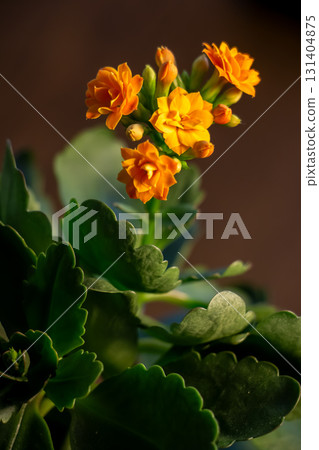 Orange Kalanchoe Blossoms With Scalloped Leaves and Soft Lighting 131404875