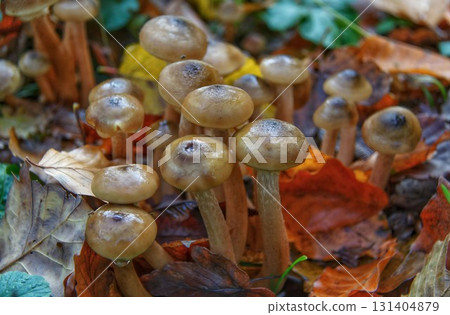 Cluster of Light Brown Mushrooms Among Autumn Leaves on Forest Floor Cluster of Light Brown Mushrooms Among Autumn Leaves on Forest Floor 131404879