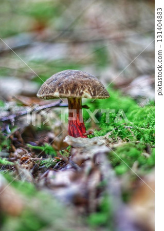 Red-Stemmed Mushroom With Brown Cap on Mossy Forest Floor 131404883