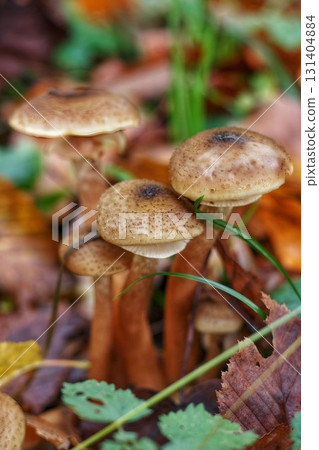 Cluster of Brown Mushrooms Among Autumn Leaves and Grass Cluster of Brown Mushrooms Among Autumn Leaves and Grass 131404884