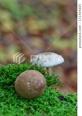Brown and White Mushrooms Growing in Moss on Forest Floor 131404885