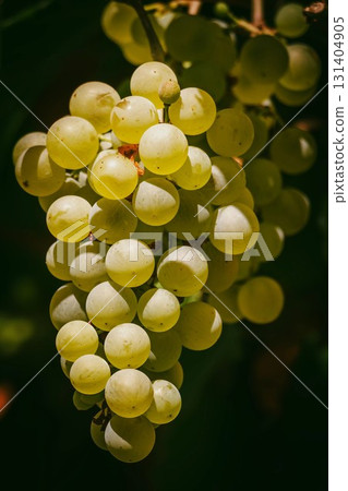 Juicy Green Grapes Hanging on Vine 131404905