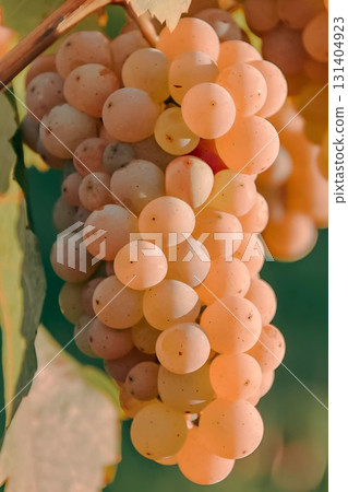 Fresh White Grapes on the Vine in Natural Light 131404923