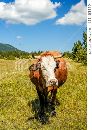 Medium shot of a horned brown cow with white face standing on meadow and looking directly into the camera. Medium shot of a horned brown cow with white face standing on meadow and looking directly into the camera. 131405359