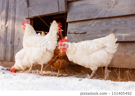 White layers step from a wooden coop into snow on a rural free range farm, highlighting organic eggs and animal welfare. 131405492