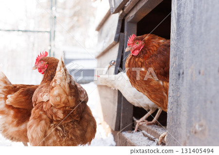 Brown layers step from coop into snow on a rural farm showing cage free welfare and sustainable egg production. 131405494