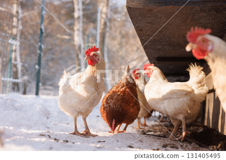 White and brown hens outside a snowy coop on an organic farm, showing cage free welfare and sustainable egg production. White and brown hens outside a snowy coop on an organic farm, showing cage free welfare and sustainable egg production. 131405495