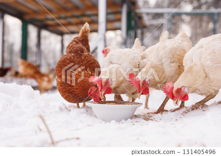 Hens feed from a bowl in snowy farm conditions, showing cagefree care, organic egg production, and sustainable rural agriculture. 131405496