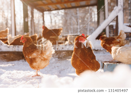 Brown hens outside a winter coop on an organic farm, symbol of eco eggs, animal welfare and cold season poultry care. 131405497
