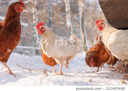 White and brown hens outdoors in winter snow at a rural coop showing cage free welfare and sustainable egg production. 131405498