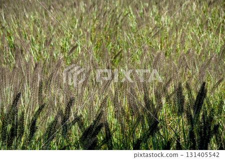 一片日本茉莉草 131405542