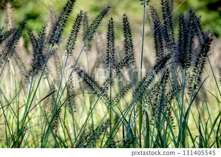 隨風搖曳的千柴柴 131405545