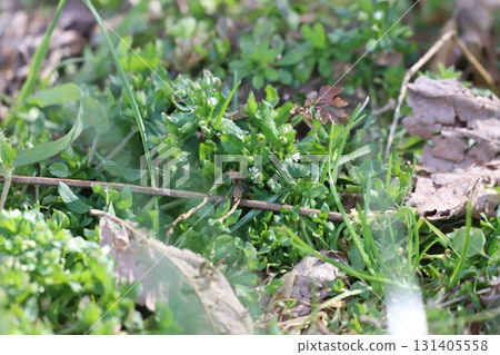 鮮花 鮮花 131405558