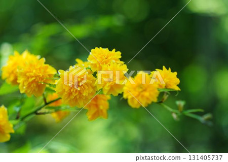 盛開的山吹花 盛開的山吹花 131405737