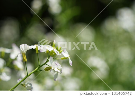 蘿蔔花 蘿蔔花 131405742