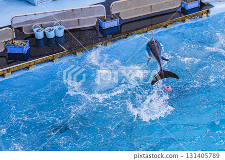 Hakkeijima Sea Paradise: Dolphins jumping and playing in the pool Hakkeijima Sea Paradise: Dolphins jumping and playing in the pool 131405789