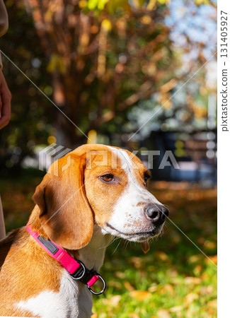 Cute pet dog with pink collar walking in park during autumn. 131405927