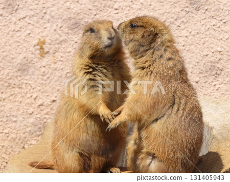友善的草原犬鼠 ⑫ 131405943