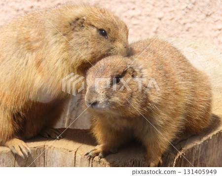 Friendly prairie dogs ⑱ Friendly prairie dogs ⑱ 131405949