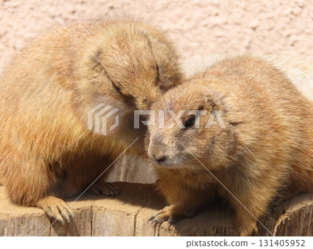 Friendly prairie dogs 22 131405952