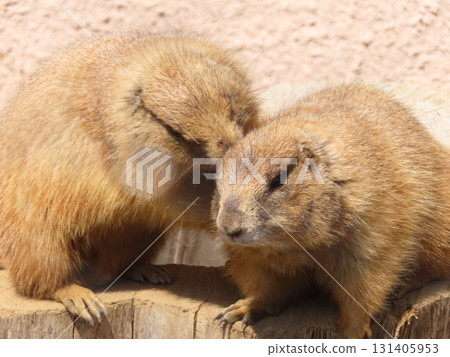 友善的草原犬鼠 22 131405953