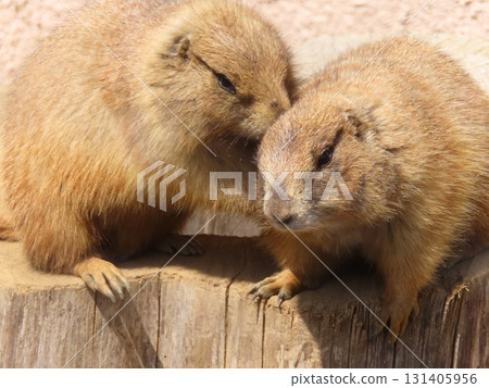 友善的草原犬鼠 ㉕ 131405956