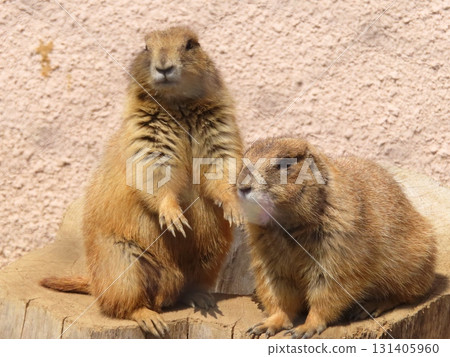 Friendly prairie dogs ㉙ 131405960