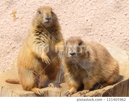 友善的草原犬鼠 22 131405962