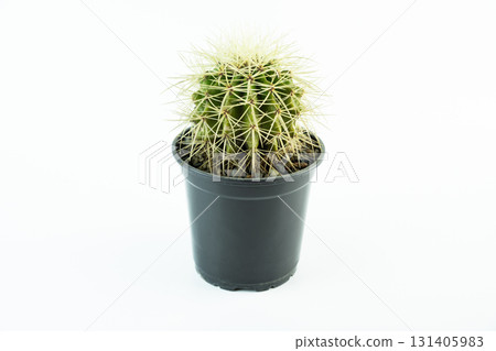A small Echinocactus grusonii golden barrel cactus in a black pot on a white background, decorative indoor plant with sharp yellow spines and round shape. A small Echinocactus grusonii golden barrel cactus in a black pot on a white background, decorative indoor plant with sharp yellow spines and round shape. 131405983