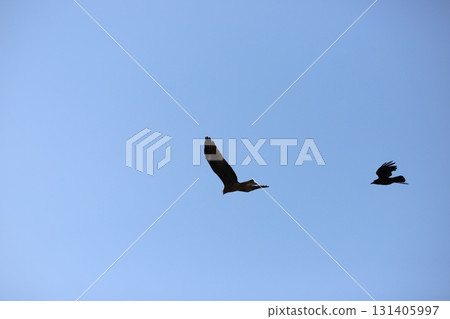 一隻黑鳶被一隻烏鴉追趕 一隻黑鳶被一隻烏鴉追趕 131405997