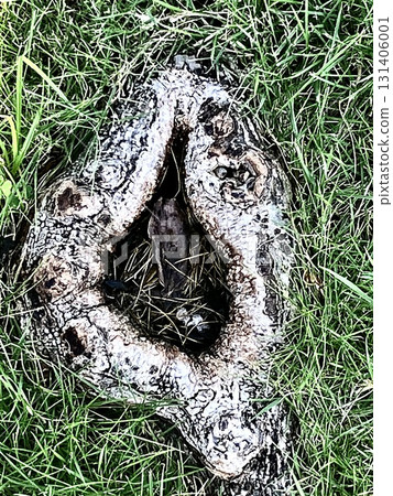 A tree hole shaped like an abalone growing out of the ground. A tree hole shaped like an abalone growing out of the ground. 131406001