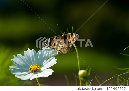 秋天的櫻花和立葉阿嘉公主 131406212