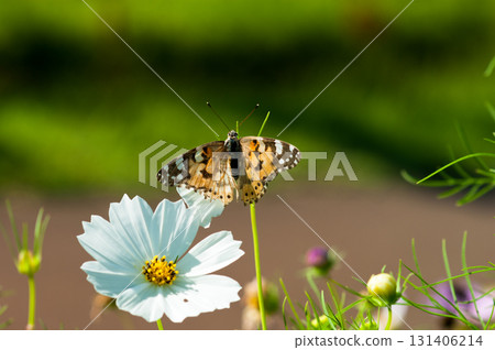 Autumn cherry blossoms and princess Aka Tateha 131406214
