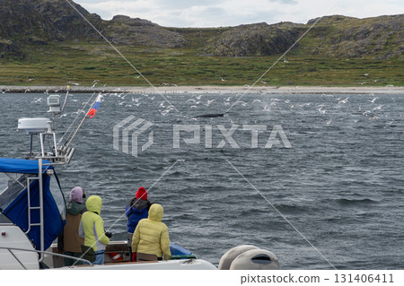 Tourists in colorful jackets on a boat observe a humpback whale surfacing among seagulls in the Barents Sea near a rocky northern coast 131406411