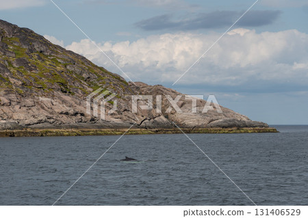 A humpback whale surfaces near a rocky coastline of Barents Sea with moss and dramatic cliffs under a cloudy sky 131406529