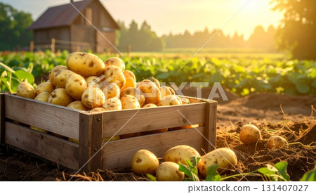 Potatoes in Wooden Crate Potatoes in Wooden Crate 131407027