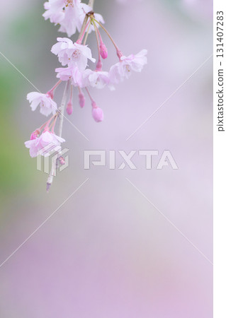 一棵柔軟、明亮的垂枝櫻花樹樹枝的特寫 131407283