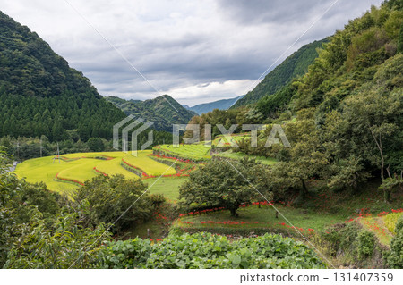 集群孤挺花 集群孤挺花 131407359
