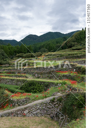 集群孤挺花 131407360