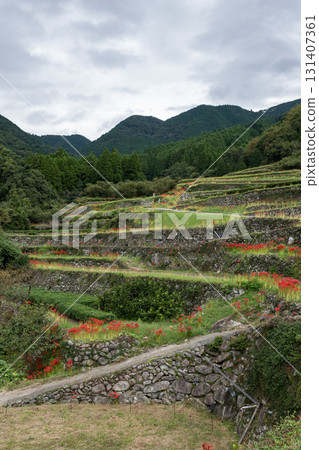 集群孤挺花 集群孤挺花 131407361