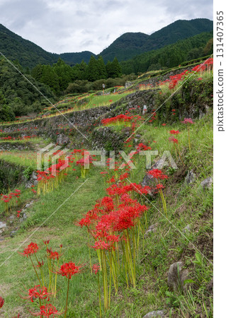 Cluster amaryllis Cluster amaryllis 131407365