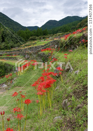 Cluster amaryllis 131407366
