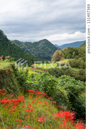 集群孤挺花 集群孤挺花 131407369