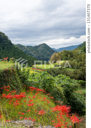 集群孤挺花 131407370