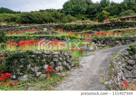 Cluster amaryllis 131407384