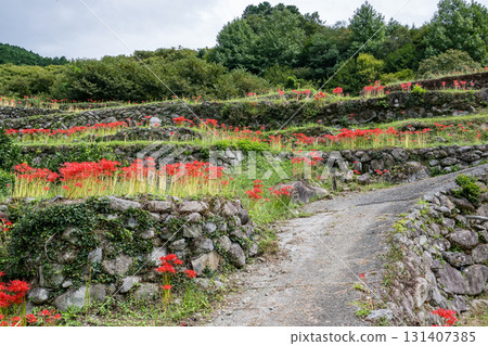 集群孤挺花 131407385
