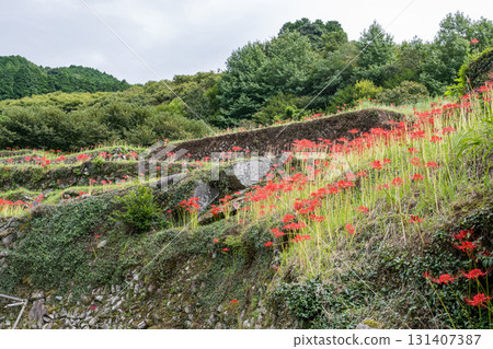 集群孤挺花 集群孤挺花 131407387