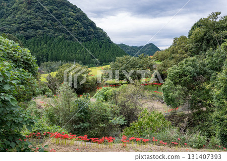 Cluster amaryllis 131407393