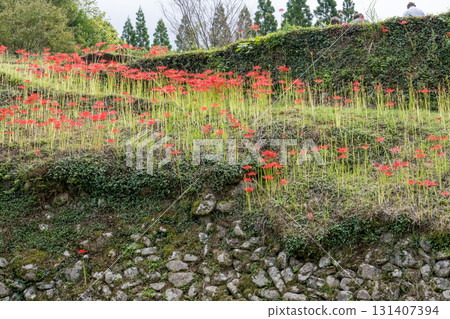 Cluster amaryllis Cluster amaryllis 131407394